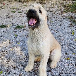 Athena - Bouvier des Flandres