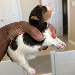 Chocolate and White Girl - Chocolate, tan and white female Yorkshire Terrier puppy in North Las Vegas, Nevada from KD's Yorkshire Terriers