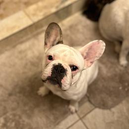 Ivy Jane - French Bulldog