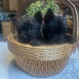 Cairn Terriers from The Cairns of Killdeer