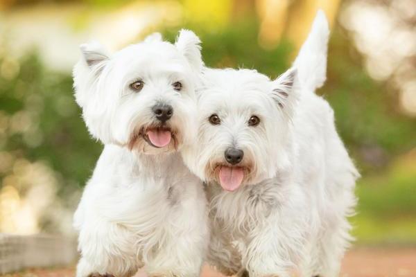 Two West Highland Terriers walking