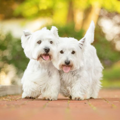 Two West Highland Terriers walking