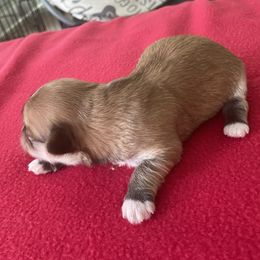 Barkly Boy 2 - Red sable male Havanese puppy in Falkville, Alabama from Nanas Havanese