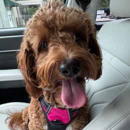 Ruby - Goldendoodle