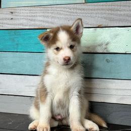 Dan - Chocolate male Pomsky puppy in Krum, Texas from Paw-Some Pomskies