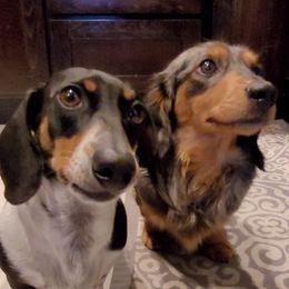 Dachshunds from Cabrera Family Kennels