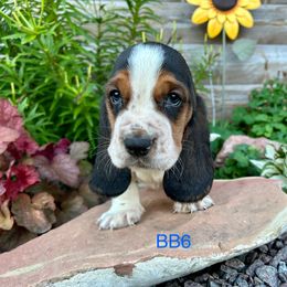BB6 - Black brown and white male Basset Hound puppy in Britton, South Dakota from K&S Canines