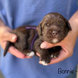 Bonnie - Chocolate female Australian Labradoodle puppy in Morgan Hill, California from Loving Labradoodles