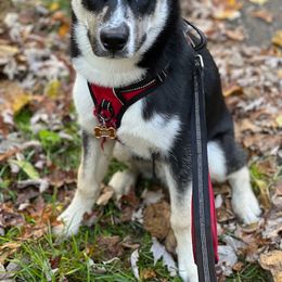Siberian Husky All Grown Up from Howlin’ Husky Farms