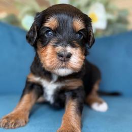 Pixie - Tri-color female Bernedoodle puppy in Yuciapa, California from AlltheDoodlez_