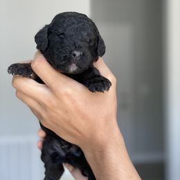 Poodle Puppies from Nay Design Poodles