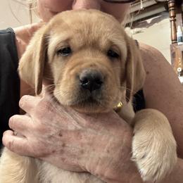 Boy 6 yellow collar - Yellow male Labrador Retriever puppy in Littlefield, Arizona from Susan Burkey
