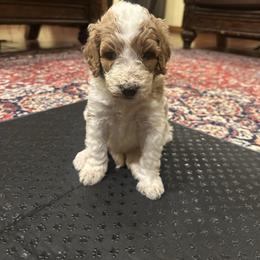 Reba - Brown and white female Bernedoodle puppy in Pauls Valley, Oklahoma from Daisy’s Doodles