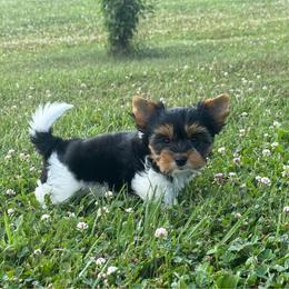 Bing - Black tan and white male Biewer Terrier puppy in Fayette County, Ohio from Happy Tails
