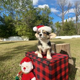 Atlas - Black and white male American Corgi puppy in Florida from Sunrise Corgis