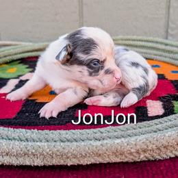 JonJon - Blue merle and white male American Corgi puppy in Shawnee, Oklahoma from Sunray Ranch
