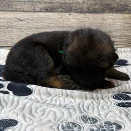Hami green - Black and red male German Shepherd puppy in Herrick, South Dakota from Dakota Shepherds Kennels