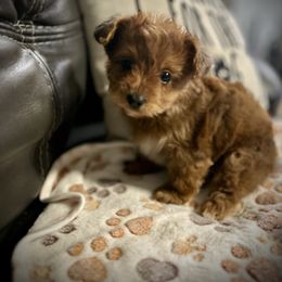 Ziggy - Red male Yorkipoo puppy in Ocala, Florida from Top Notch Pupz