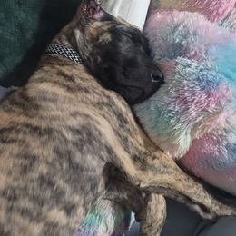 Great Dane Puppies from The Greater Dane Kennel