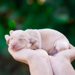 Nugget - Cream male Dachshund puppy in Fort Myers, Florida from Blossom Paws