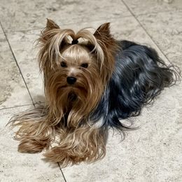 Niko - Yorkshire Terrier