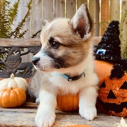 American Corgi and Pembroke Welsh Corgi Puppies from Cascadian Space Coast Corgis LLC