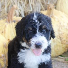 Kael - Tri-color male Bernedoodle puppy in Lowry City, Missouri from Cooper Creek Puppies