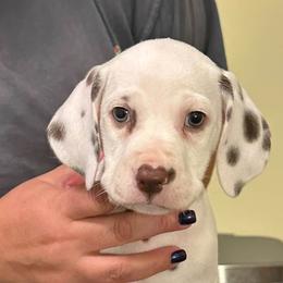 Clue - White and liver brown female Dalmatian puppy in New Jersey from Prestige Dalmatians
