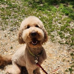 Delta - Goldendoodle