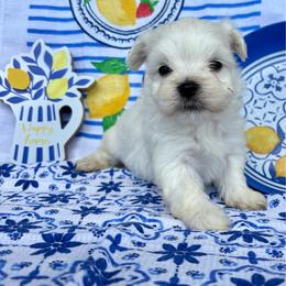 Zack - White male Maltese puppy in Polo, Missouri from Purely Maltese