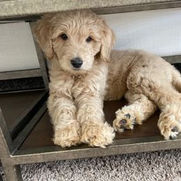 Goldendoodle Puppies from C.P. Puppy Buddies