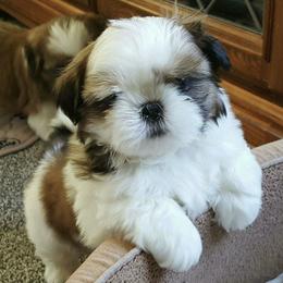 Shih Tzus from Bling Shih Tzu
