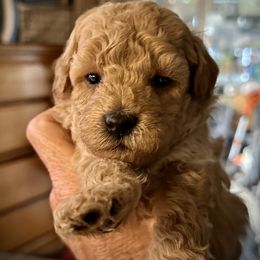 Australian Labradoodle Puppies from Tiny Treasures Australian Labradoodles