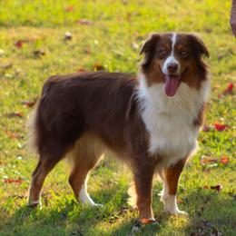 Penny - Australian Shepherd