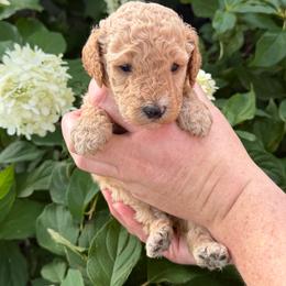 Eliza Hamilton - Apricot female Poodle puppy in Fairfield, North Carolina from Leaning T Ranch