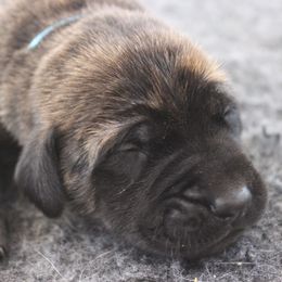 Mastiff Puppies from Fire Creek Mastiffs