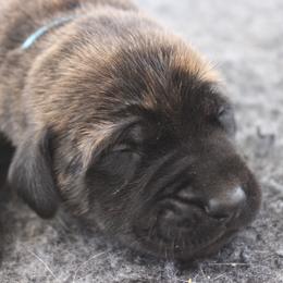 Mastiff Puppies from Fire Creek Mastiffs