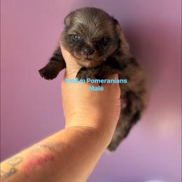 Merle boy - Blue merle male Pomeranian puppy in Kentucky from Em&M Pomeranians