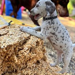 Magnolia(LUA) - White and liver brown female Dalmatian puppy in Wilson, North Carolina from New Horizonz Dalmatians