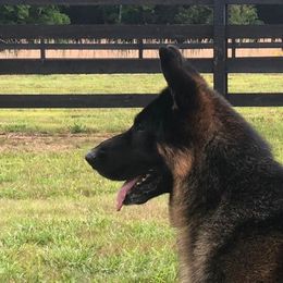 German Shepherds from Peristar