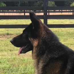 German Shepherds from Peristar
