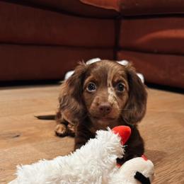Dachshund All Grown Up from Mini Dots Mini Dachshunds