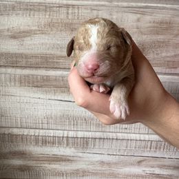 Red collar - Red  male Goldendoodle puppy in Nashville Area, Tennessee from My Girls with Curls-Mini Doodles of TN