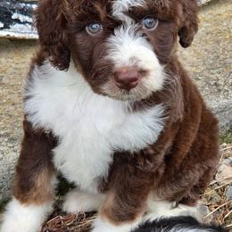 Rein - Brown and white female Aussiedoodle puppy in Mount Clare, West Virginia from Pineview Farms Australian Shepherds