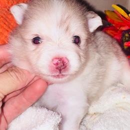 Charlie - Chocolate merle female Pomeranian puppy in Garvin, Oklahoma from Hochatown Awesome Aussies