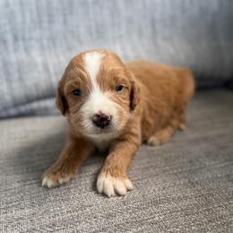Boy 7 - Red male Bernedoodle puppy in Spring Hill, Florida from Ohana Doodles