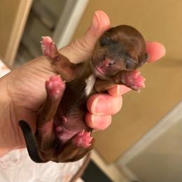Blue boy - Red brindle male Havapoo puppy in Arlington, Washington from Havanese With Love Breeding Co.