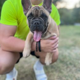 French Bulldog Puppies from Frenchie Love Bugs
