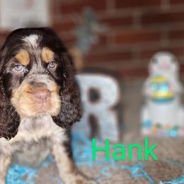 English Springer Spaniel Puppies from J&R Springers