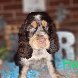 English Springer Spaniel Puppies from J&R Springers